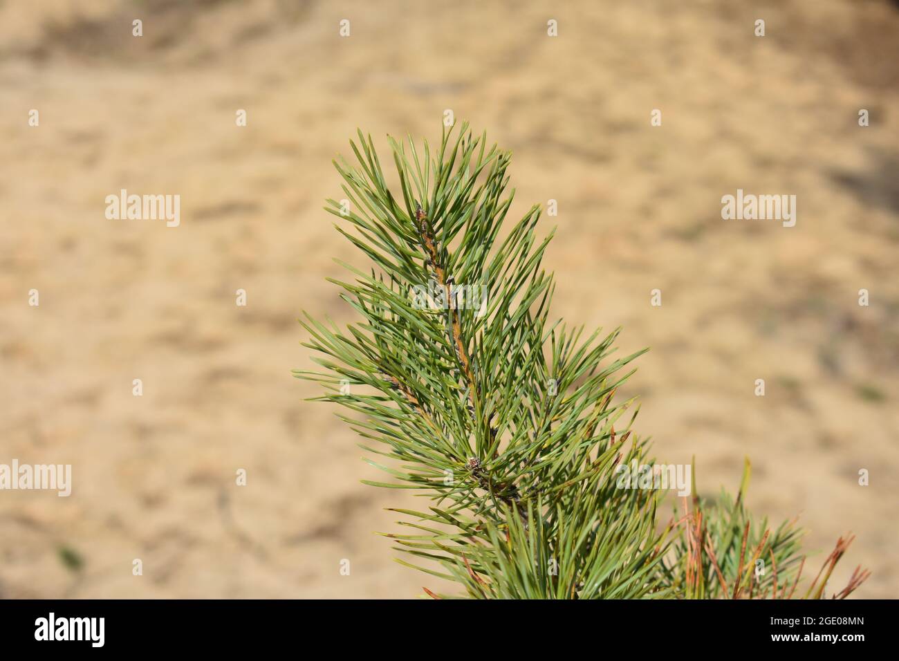 Pinus sylvestris seed hi-res stock photography and images - Alamy