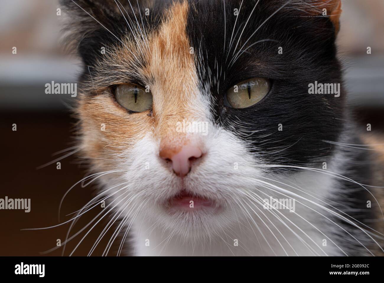Black white hotsell and ginger cat
