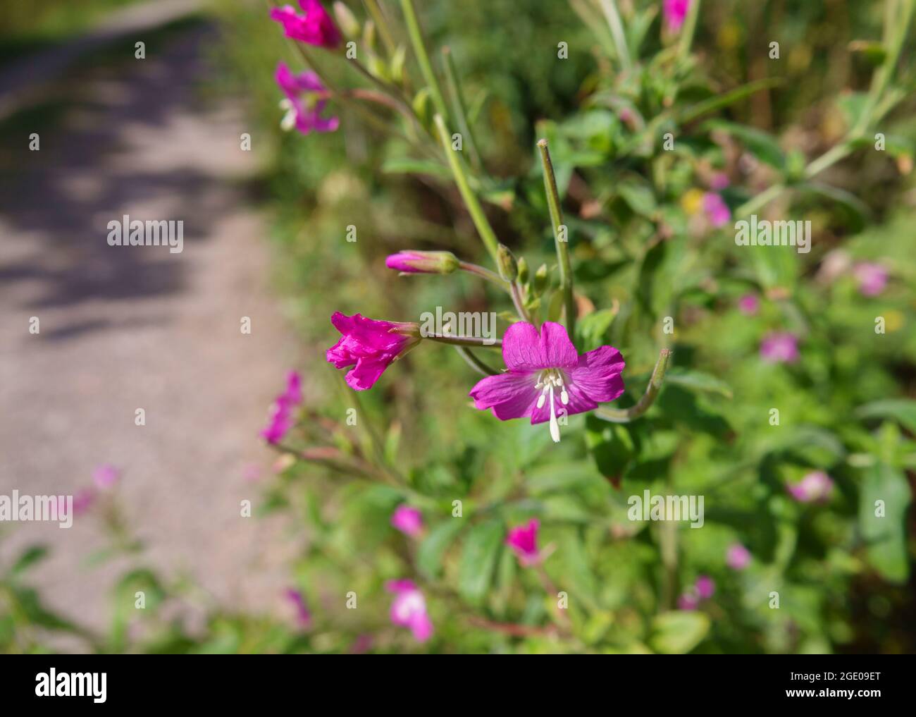 close up of the beautiful Hairy Willow flower (Epilobium hirsutum) in summer sunshine Stock Photo