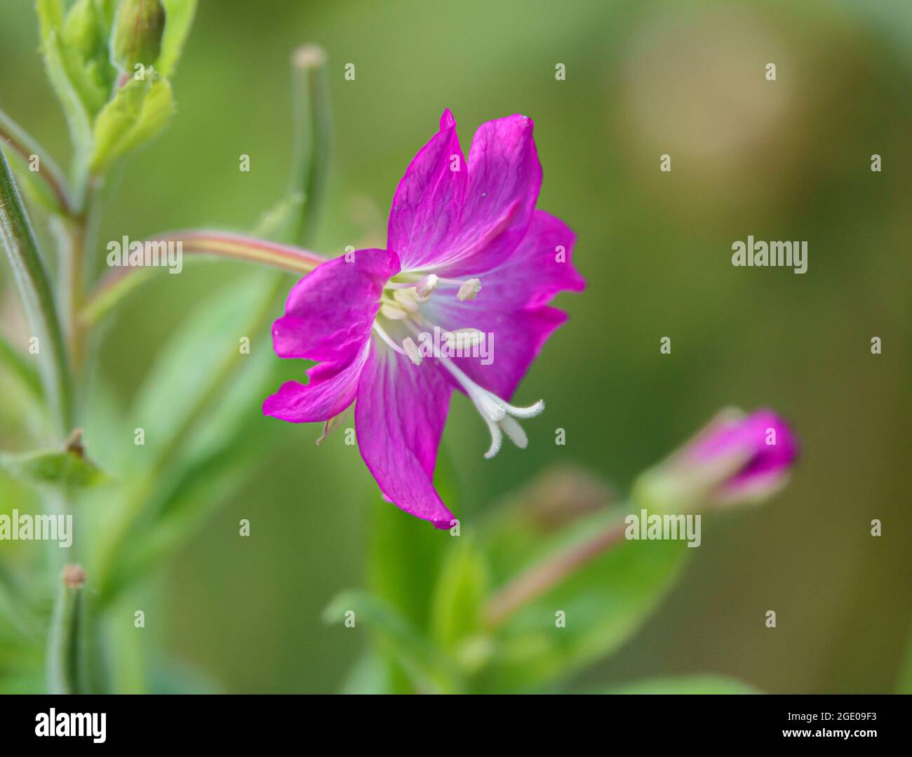 close up of the beautiful Hairy Willow flower (Epilobium hirsutum) in summer sunshine Stock Photo