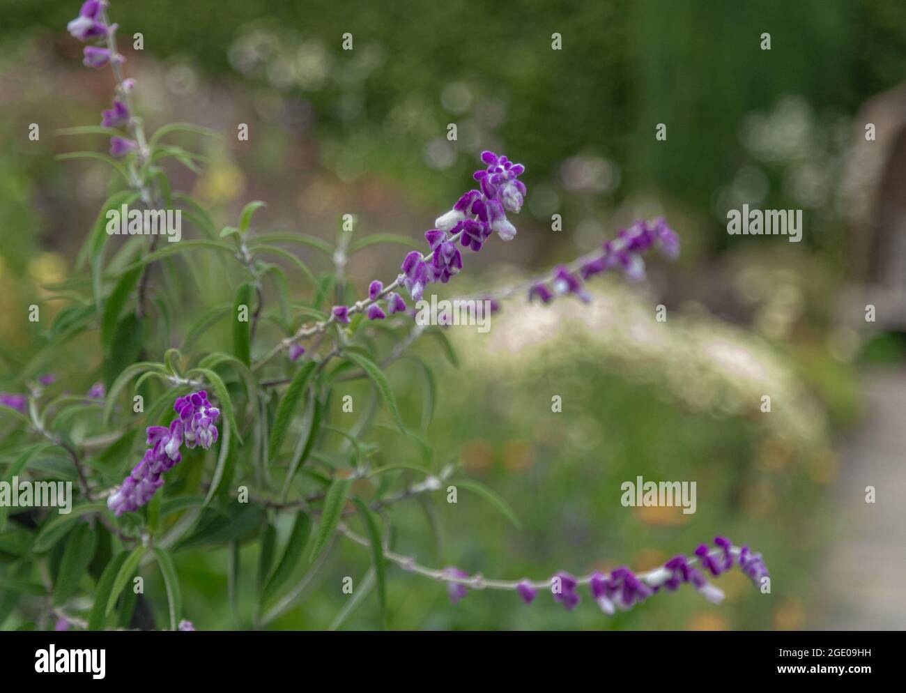 Mexican Bush Sage in flower Stock Photo Alamy