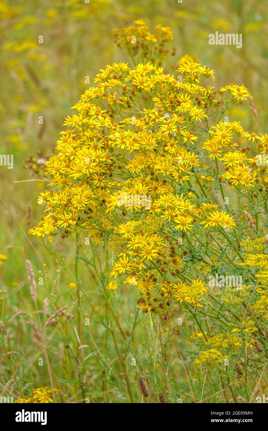 beautiful yellow Ragwort flowers (Senecio jacobaea) growing wild on Salisbury Plain chalklands, Wiltshire UK Stock Photo