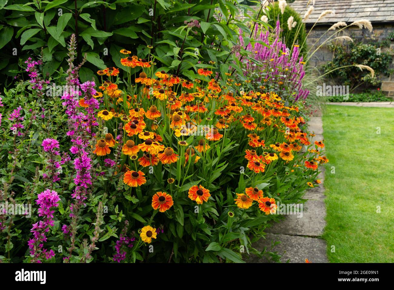 A purple and orange cottage garden border at York Gate Garden, Leeds, Yorkshire. Stock Photo