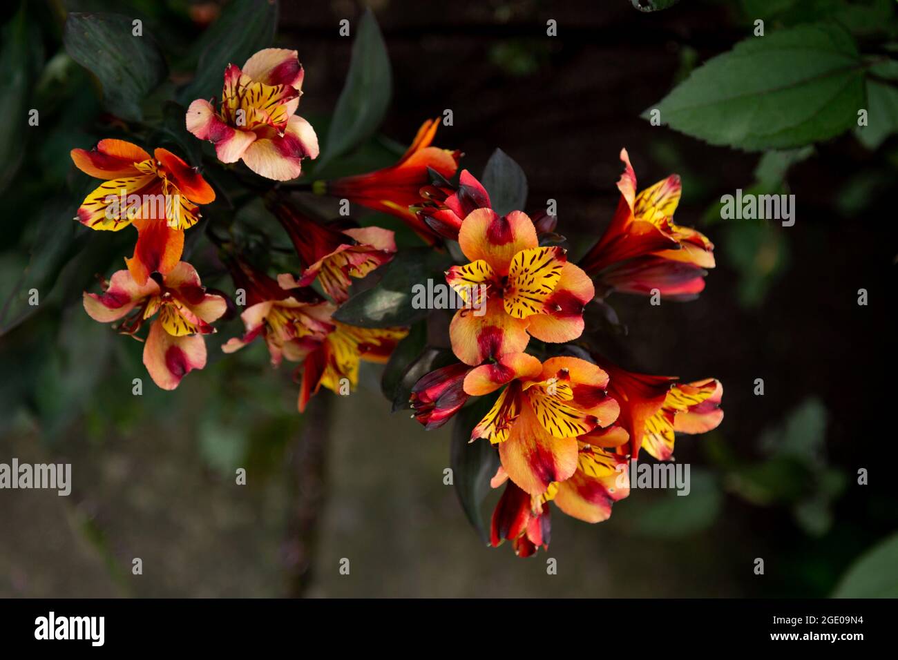 Orange Alstroemeria 'Indian Summer' flowers. (Peruvian Lily). Stock Photo