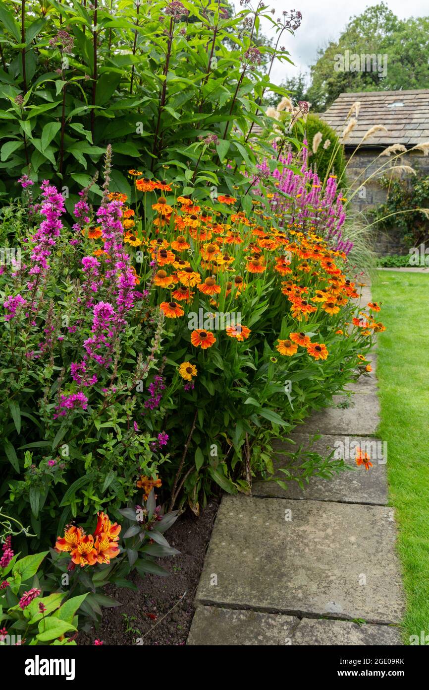 Purple and orange flowering perennials bordering a garden path and lawn at York Gate Garden, Leeds. Stock Photo
