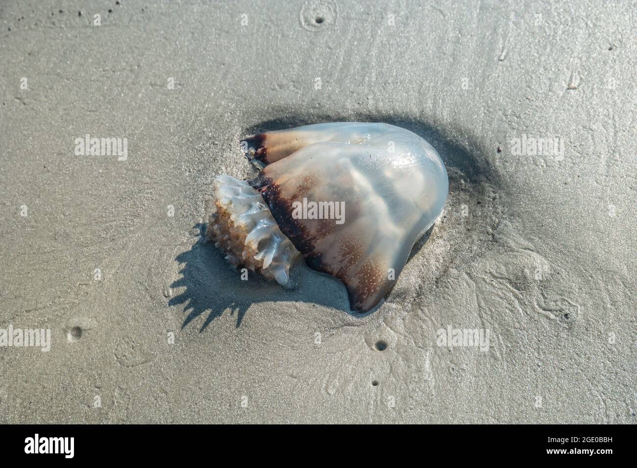 A translucent jellyfish with some color washed ashore partially buried in the sand on the beach at the ocean on a bright sunny day looking downwards c Stock Photo