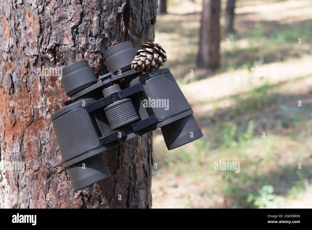 Binoculars in the forest on the tree, travel Stock Photo Alamy