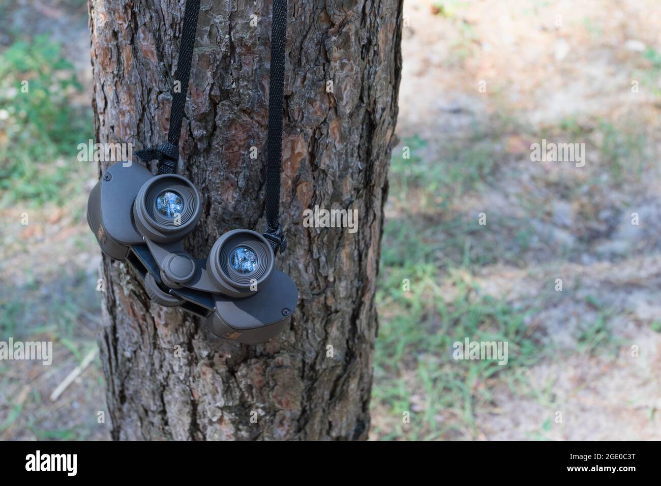 Binoculars in the forest on the tree, travel Stock Photo Alamy