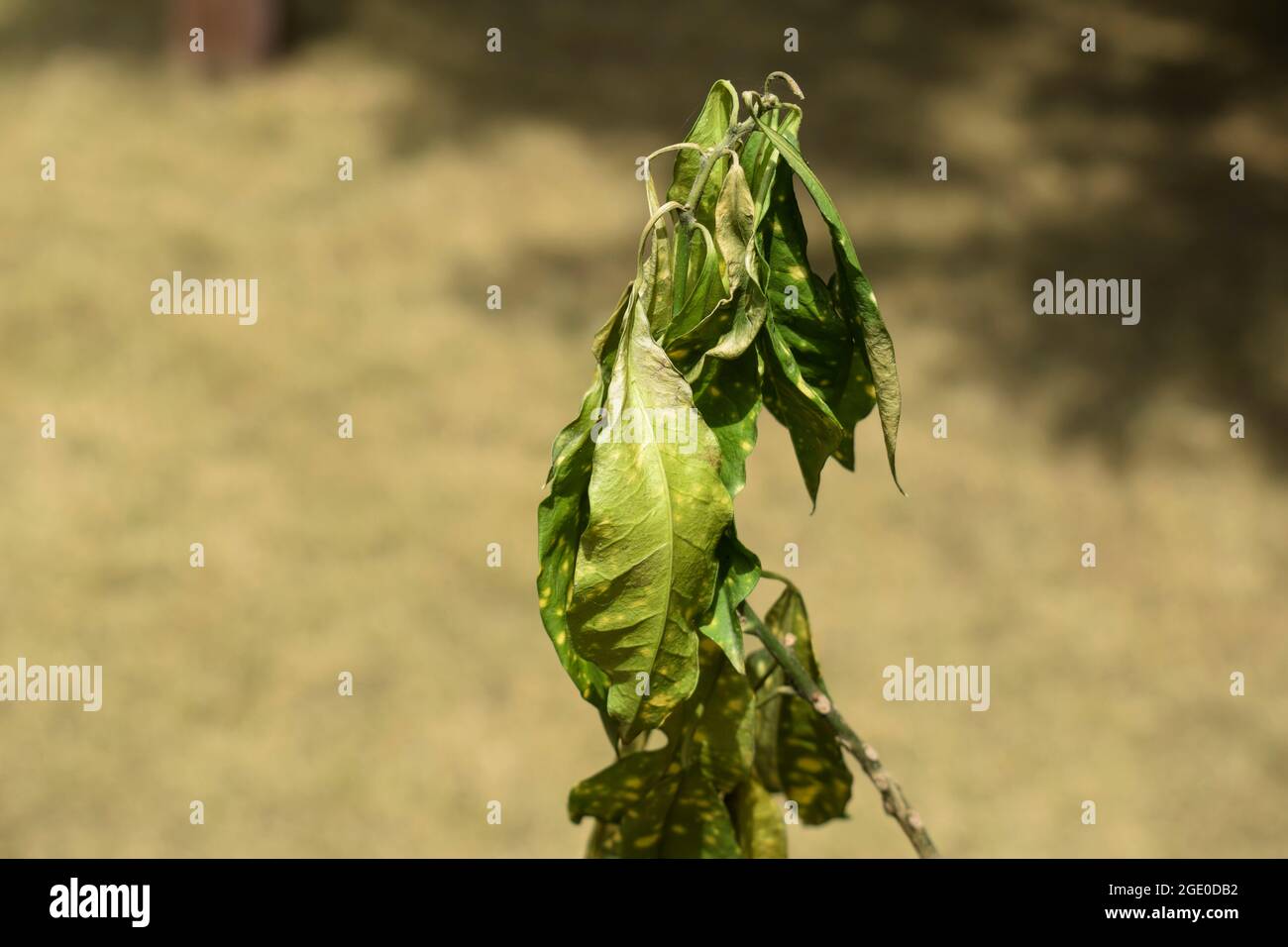 Drying and drooping houseplant green and yellow colored Crotons sudden