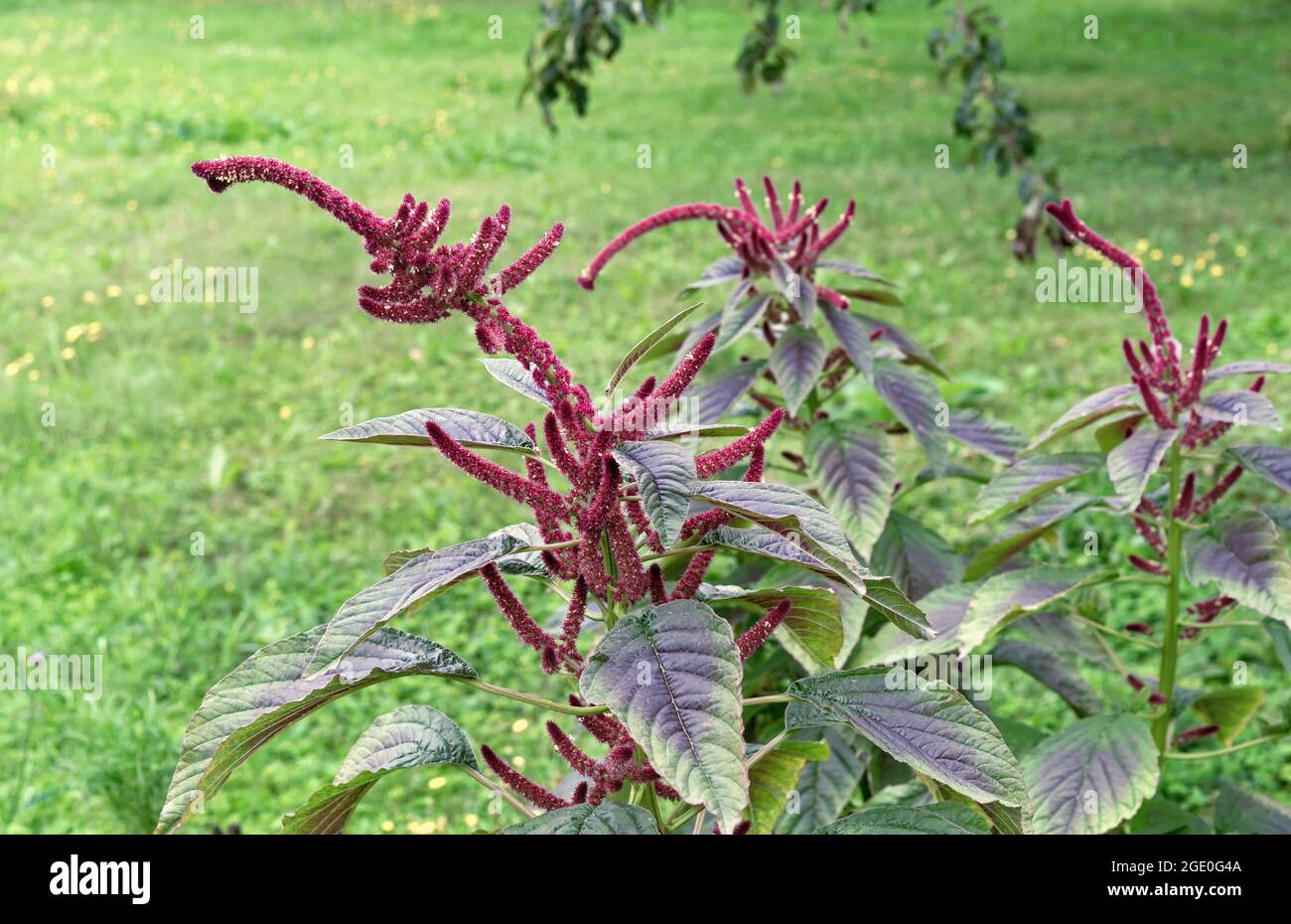 Burgundy amaranth or Aztec wheat, Inca bread, medicinal plant and cereal. Stock Photo