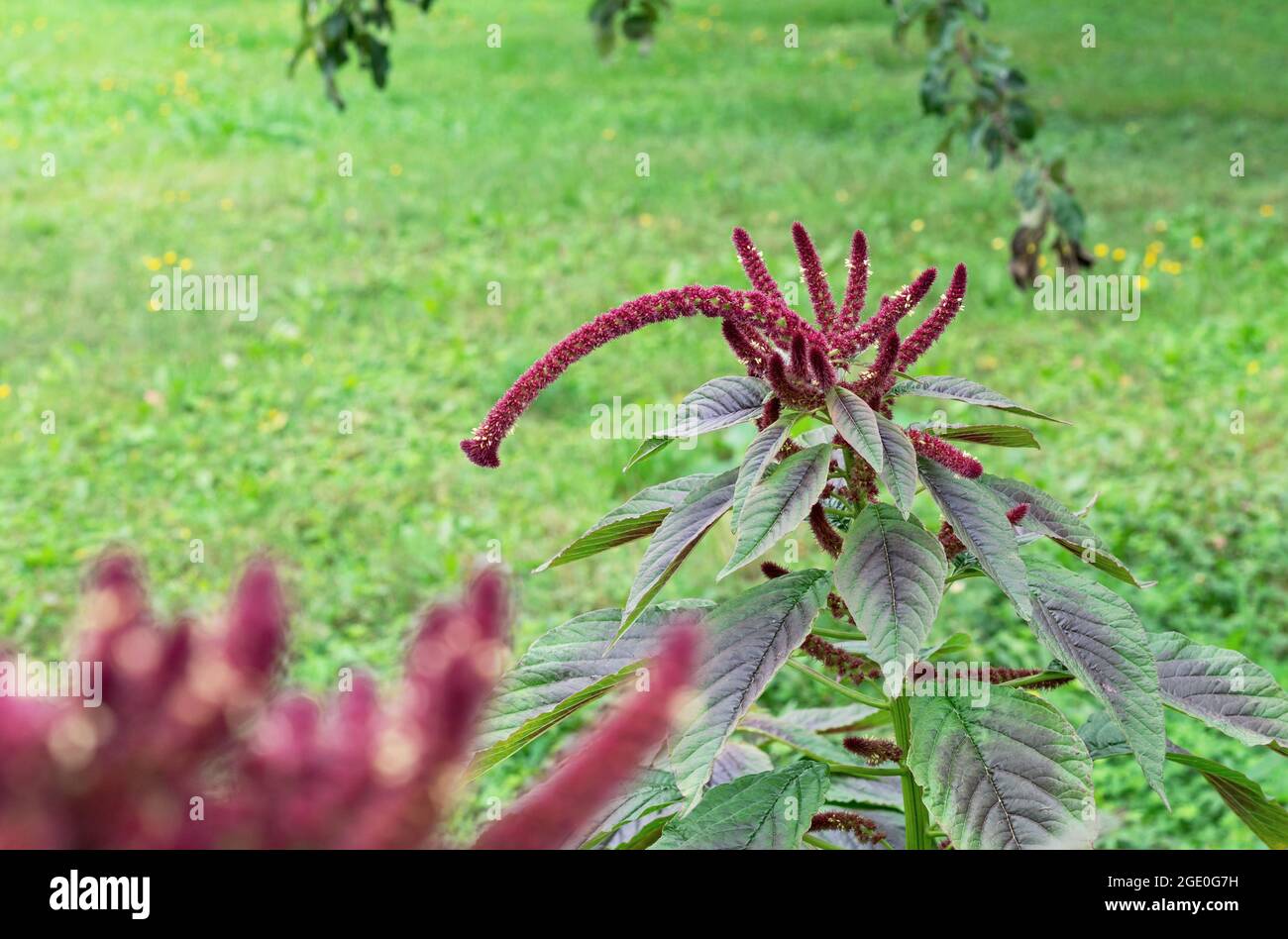 Burgundy amaranth or Aztec wheat, Inca bread, medicinal plant and cereal. Stock Photo