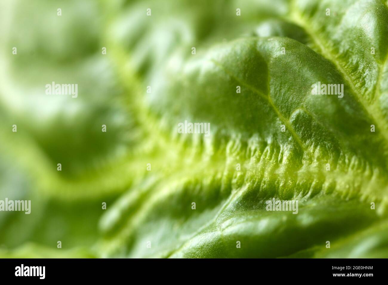 Spinach leaf, macro view Stock Photo Alamy