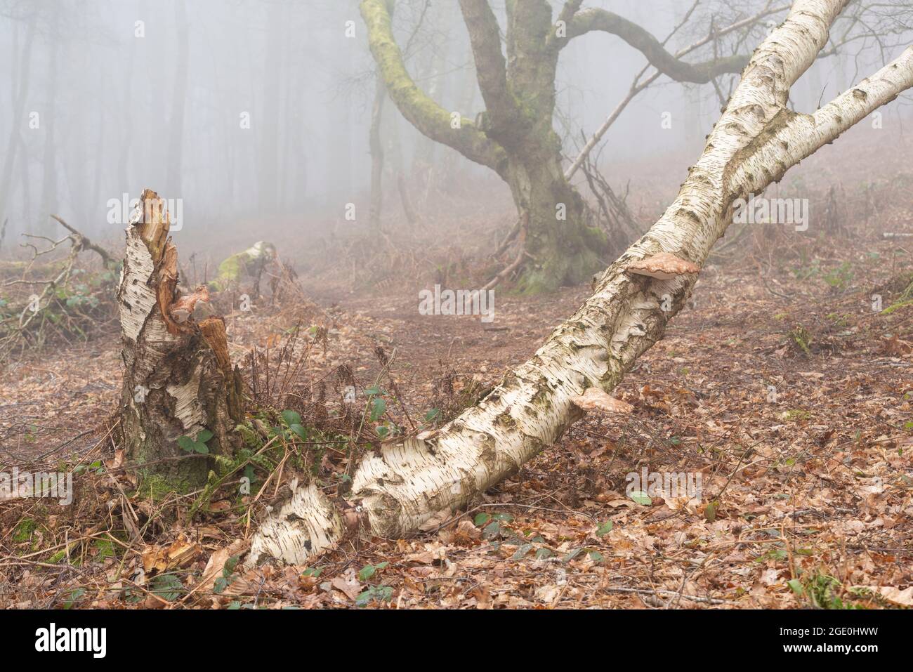 Birch Polypores (Piptoporus Betulinus) Growing on the Trunk and Stump of a Fallen Silver Birch (Betula Pendula) in Misty Woodland in Cheshire Stock Photo