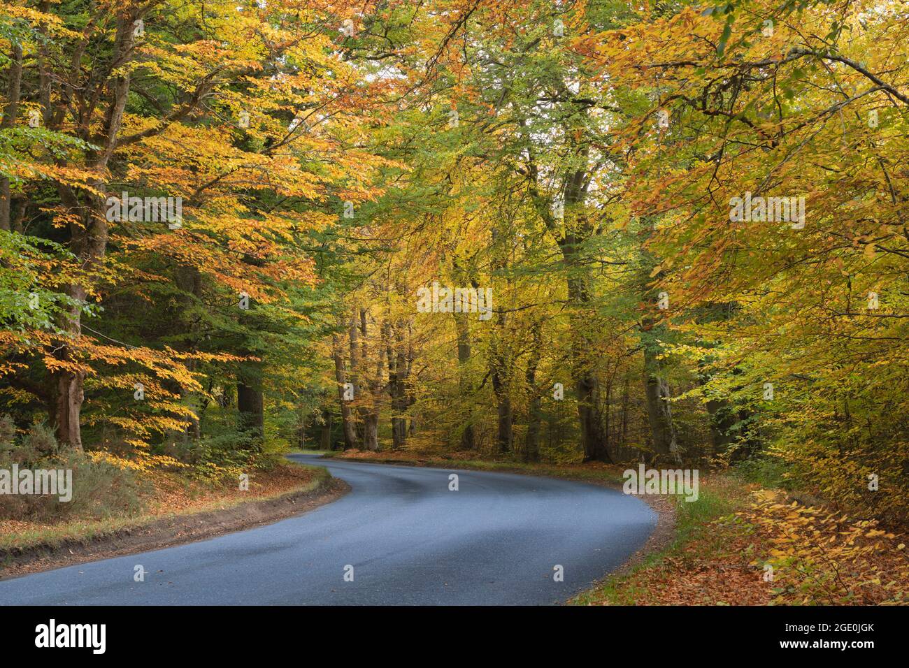 A Country Road in Aberdeenshire, Scotland, Winding Through a Beech Wood (Fagus Sylvatica) with Colourful Autumn Foliage Stock Photo