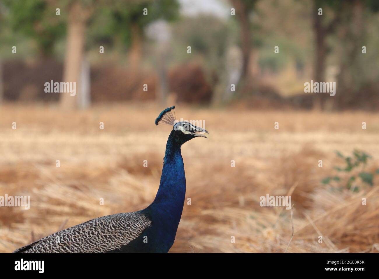 A closeup side view of a colorful peacock bird in the field Stock Photo