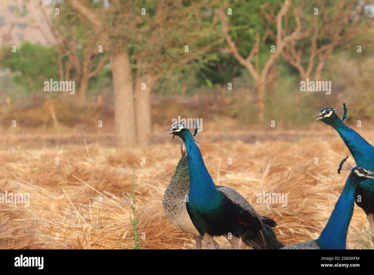 A group of male peacocks on a far Stock Photo