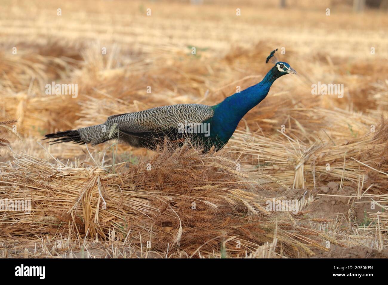 A closeup shot of a male peacock on the farm Stock Photo