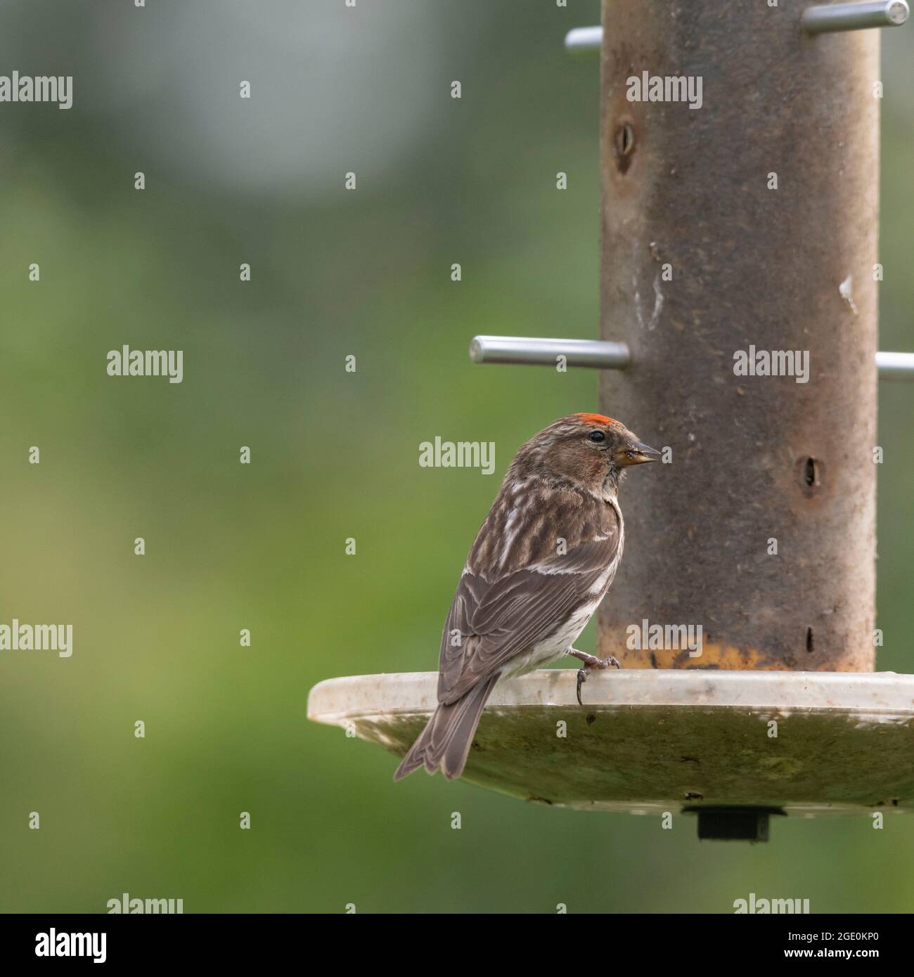 A Lesser Redpoll (Carduelis Cabaret) Visits a Garden Bird Feeder Filled with Nyger Seed Stock Photo