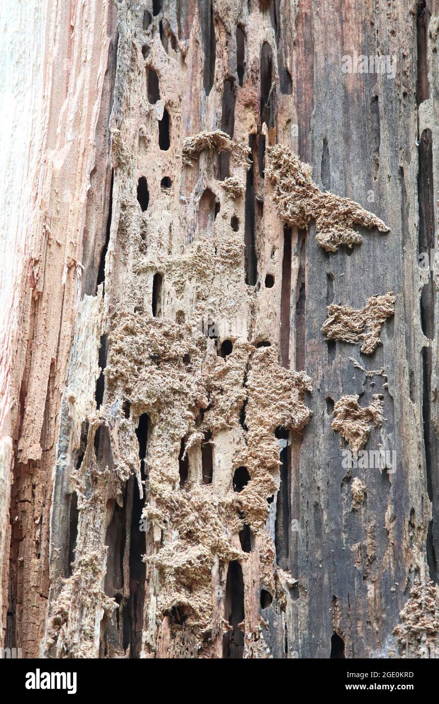 Ant nest holes hires stock photography and images Alamy