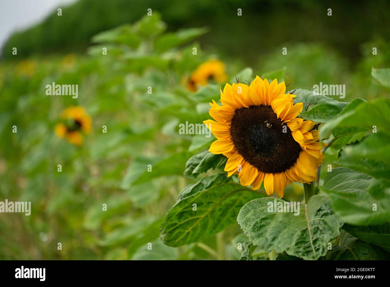 English Summer sunflowers and Lavender Stock Photo Alamy