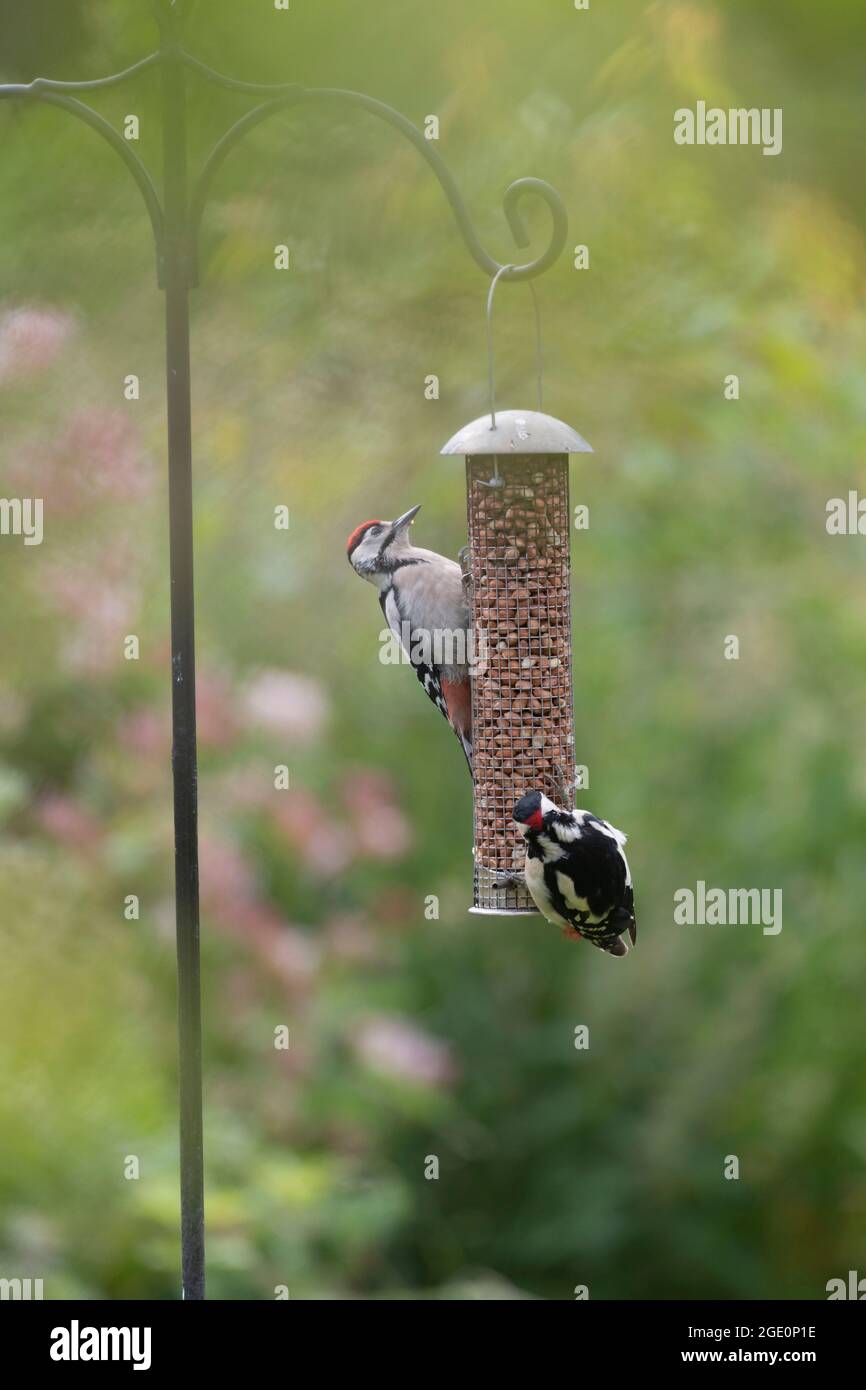 Two Great Spotted Woodpeckers (Dendrocopos Major), an Adult Male and a Juvenile, Share a Garden Bird Feeder Filled with Peanuts Stock Photo