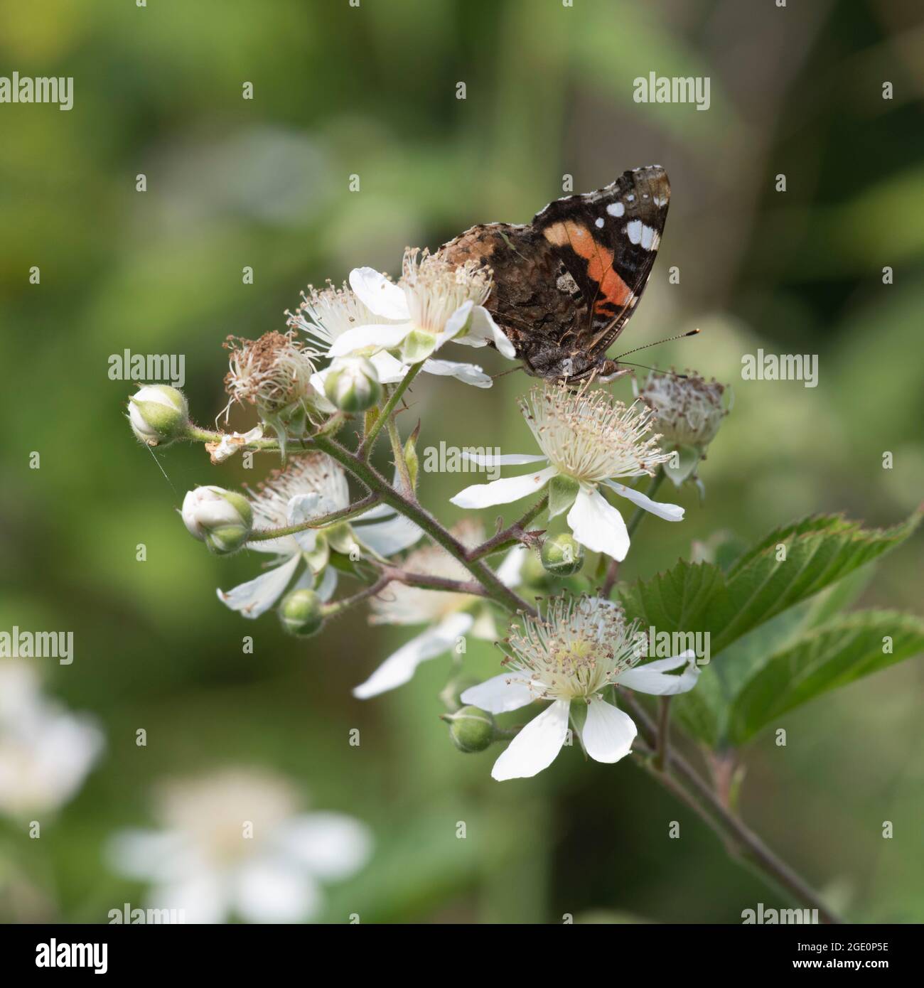 A Red Admiral Butterfly (Vanessa Atalanta) Feeding on Bramble Flowers (Rubus Fruticosus) Stock Photo