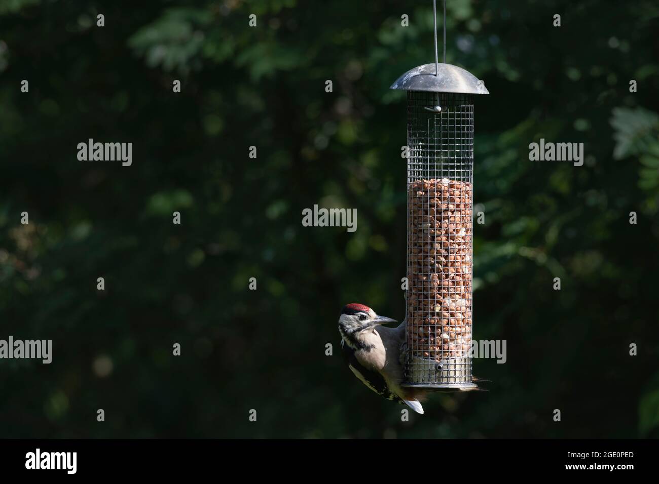 Sunlight Highlights a Great Spotted Woodpecker (Dendrocopos Major) as it Clings to a Garden Bird Feeder Filled with Peanuts Stock Photo
