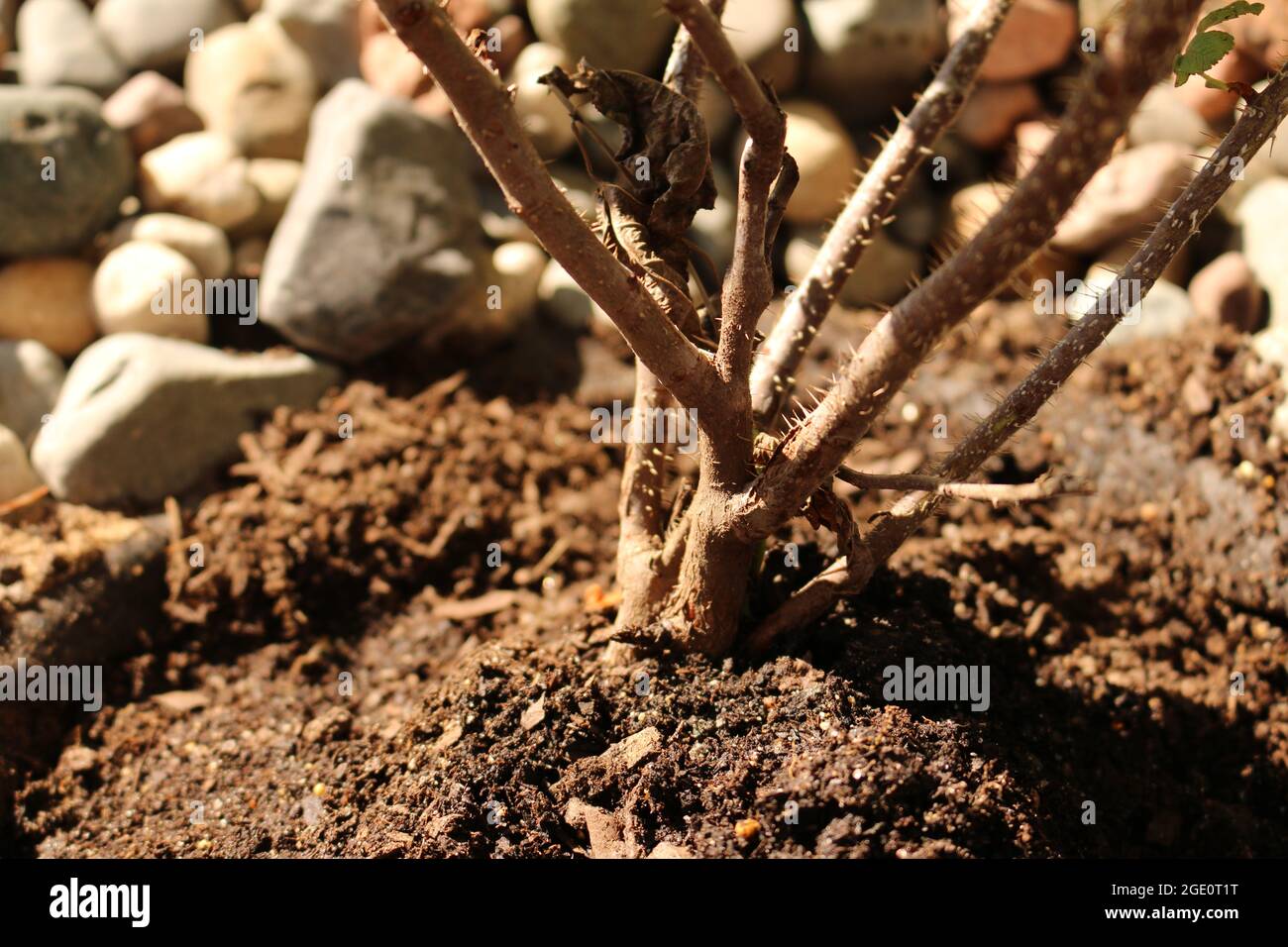 Planting a wild rose bush Stock Photo Alamy