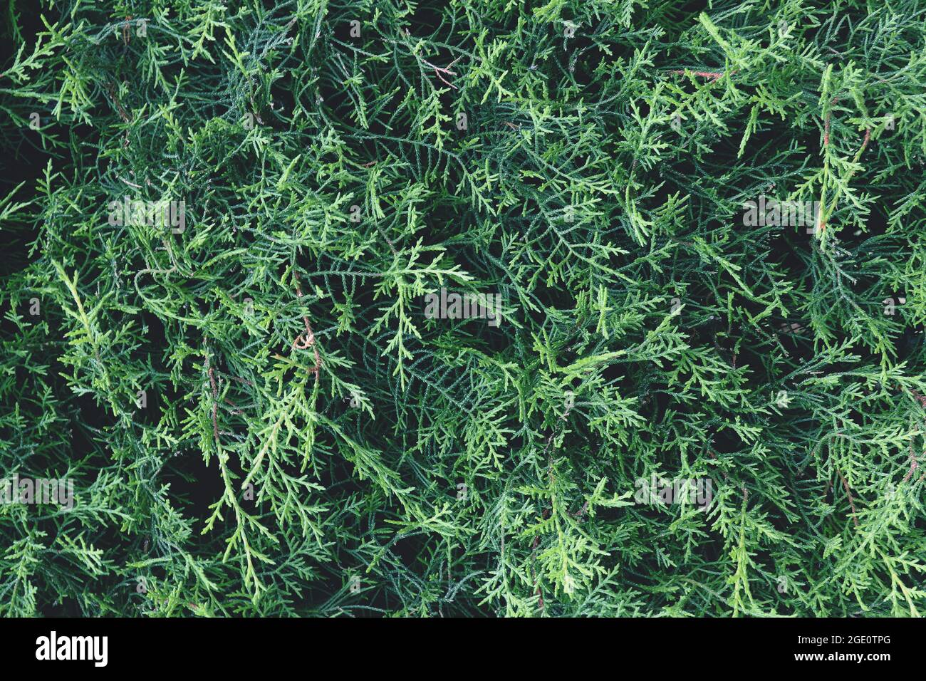 Green foliage of thuja tree in close up in summer garden. Green plant in macro style. Stock Photo