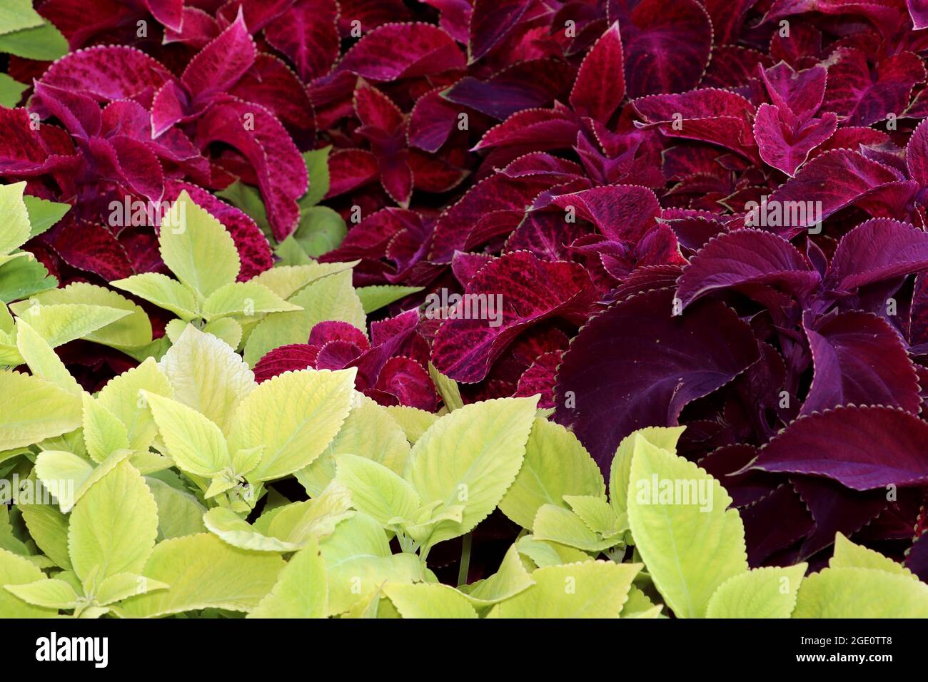 Plant with pink and green leaves close up. Pink and green plants in garden in macro style. Stock Photo