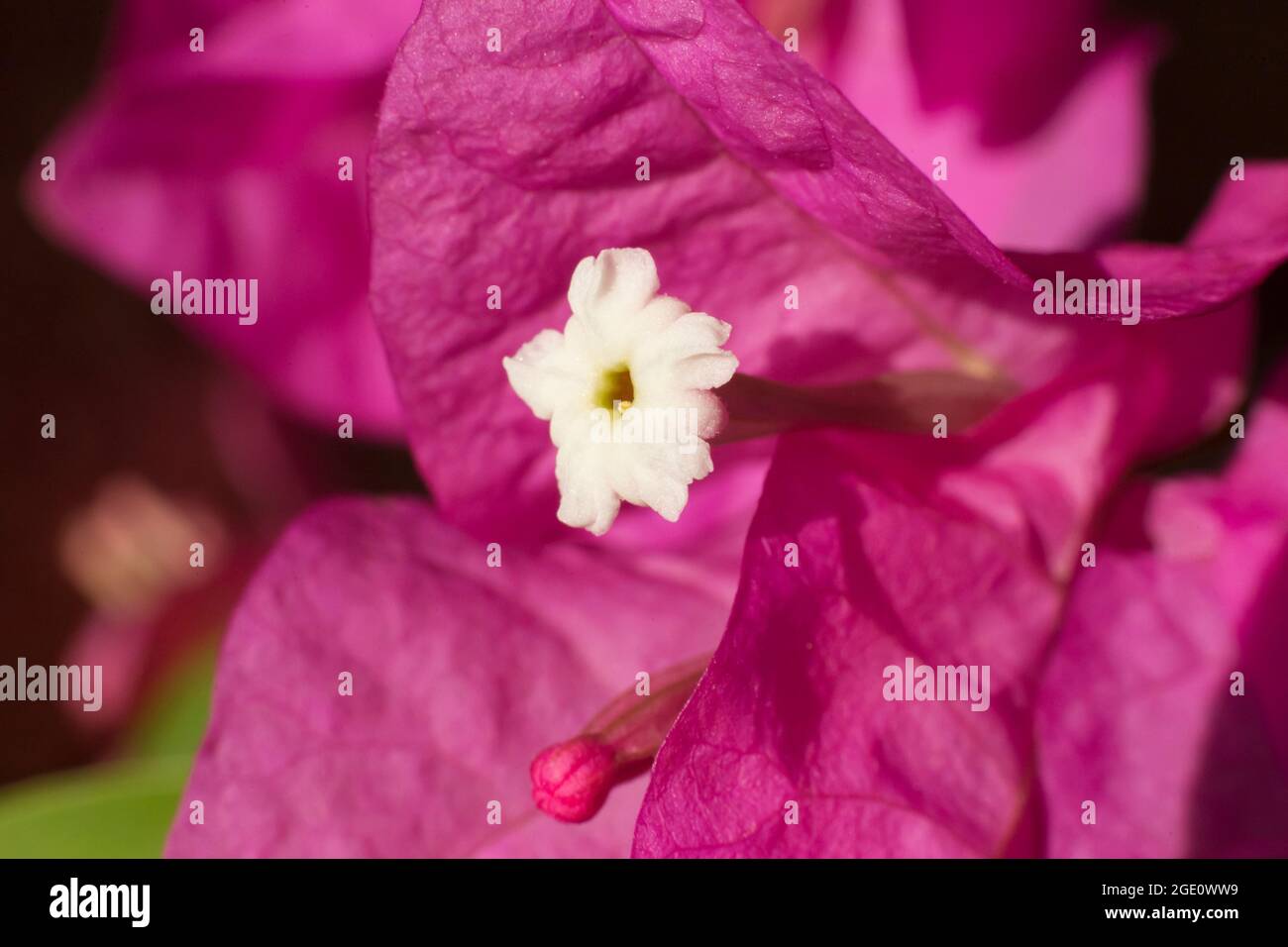 The white petal leaves, crown tube and purple bract leaves of bougainvillea spectabilis flower in macro image Stock Photo