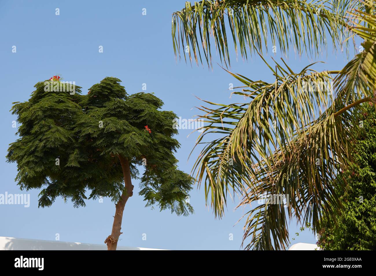 Acacia tree in bloom hires stock photography and images Alamy