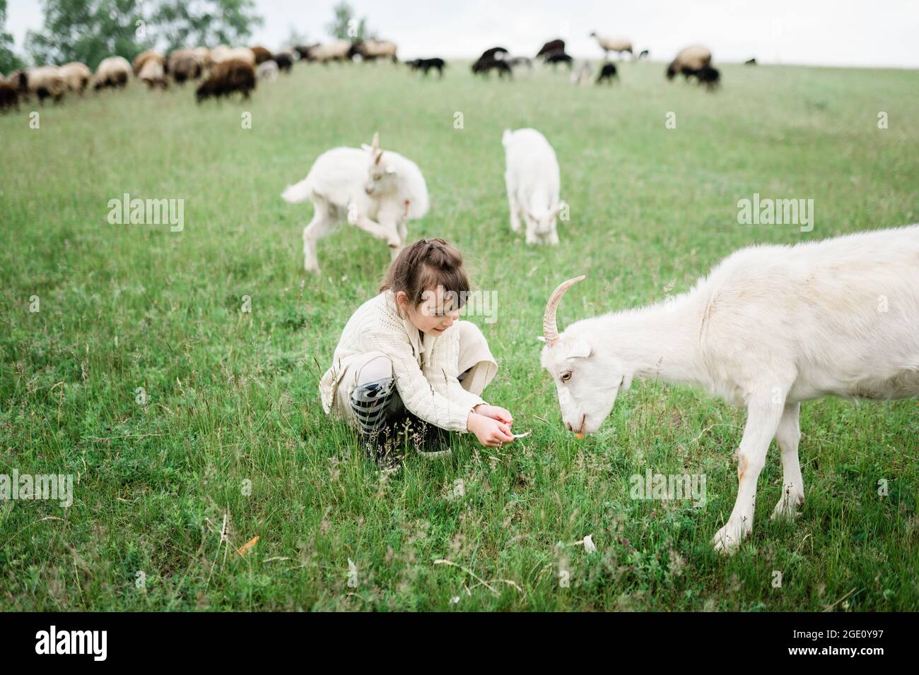 Little girl feeding goats on the farm Stock Photo - Alamy