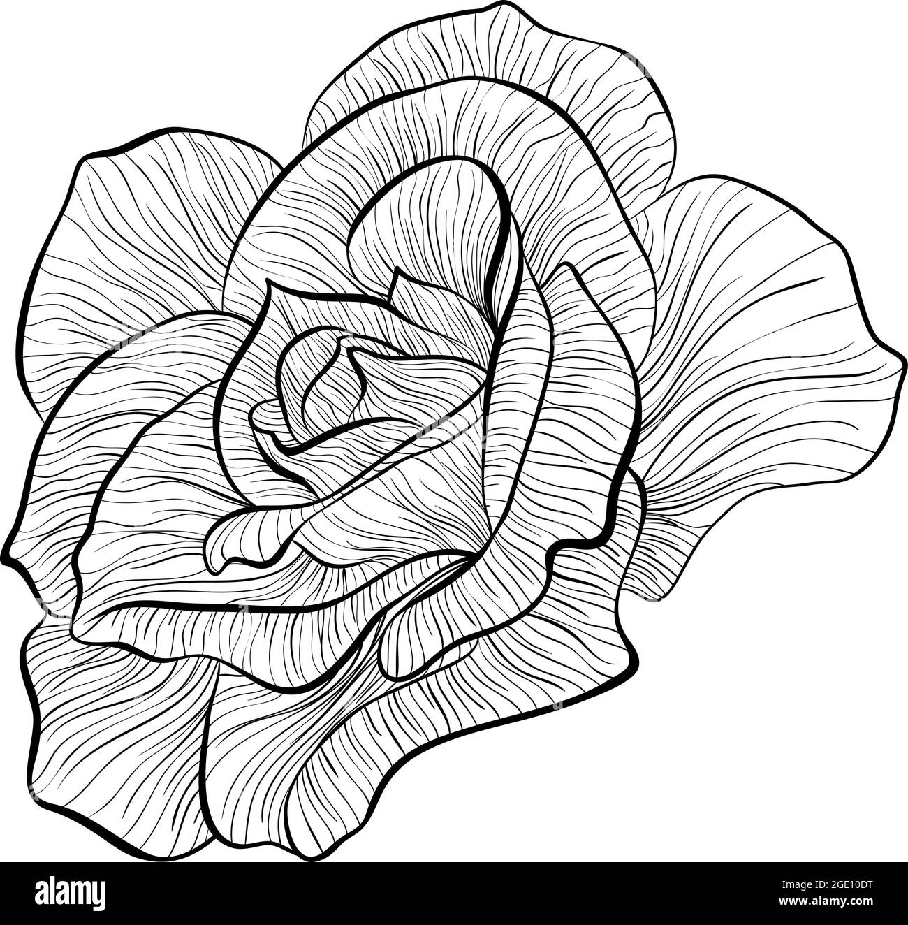 Roses side view Stock Vector Images - Alamy