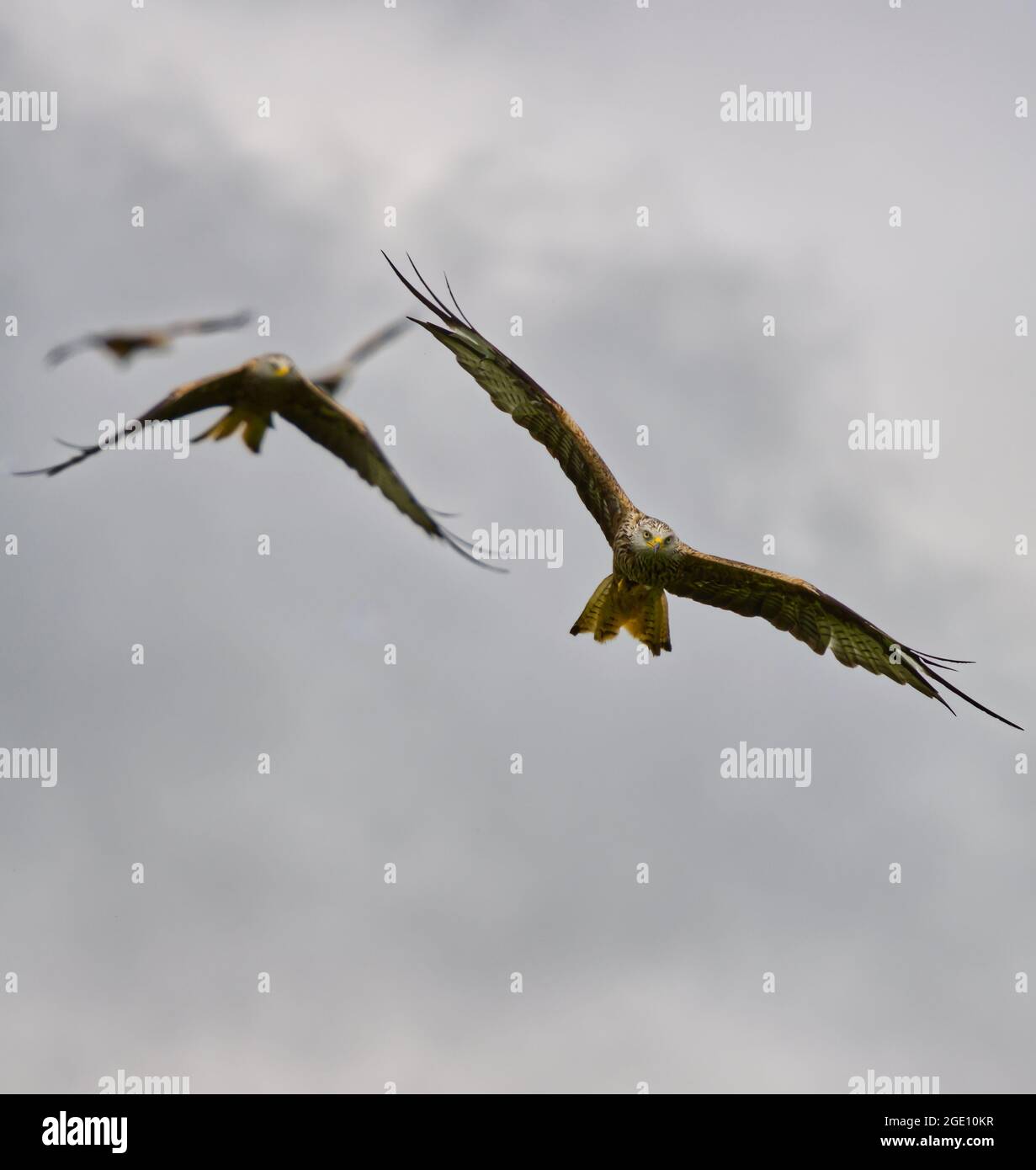 Red kites in flight in Wales Stock Photo