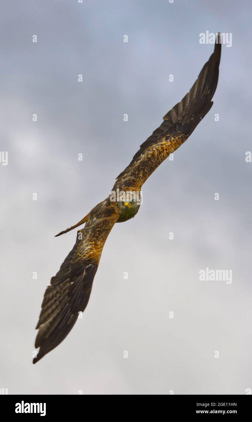 Red kite in flight in Wales Stock Photo