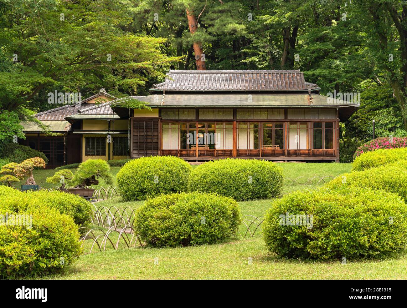 tokyo, japan - june 25 2021: Niwaki shrubs and bonzai trees in the