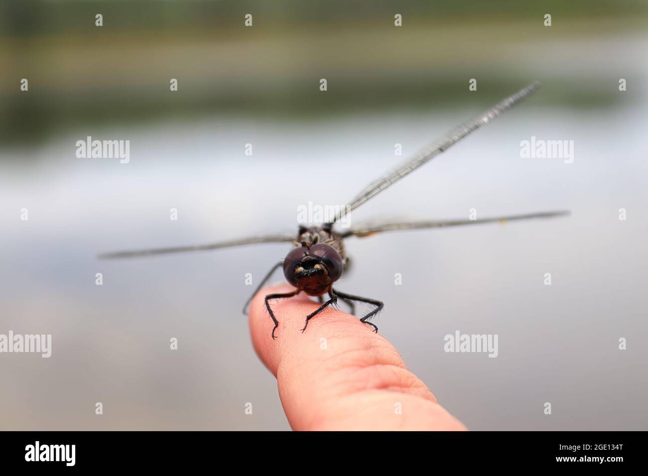 A dragonfly resting on the tip of a finger Stock Photo - Alamy