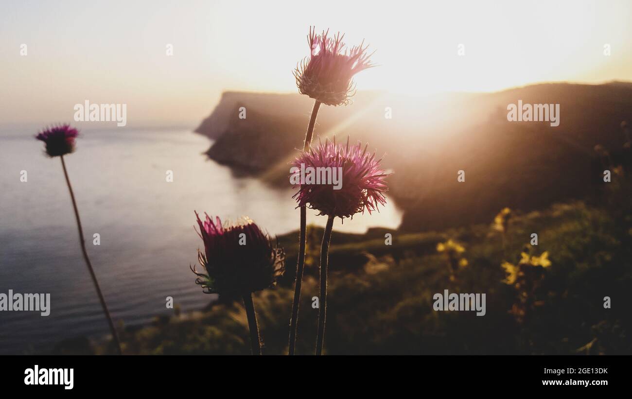 Wildflowers at sunset hi-res stock photography and images - Alamy