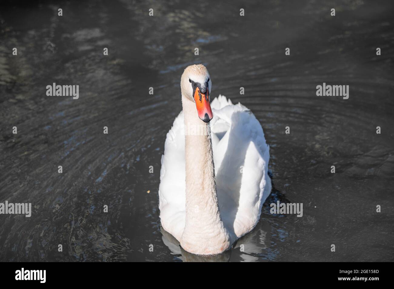 beautiful white swan close up in the lake Stock Photo - Alamy