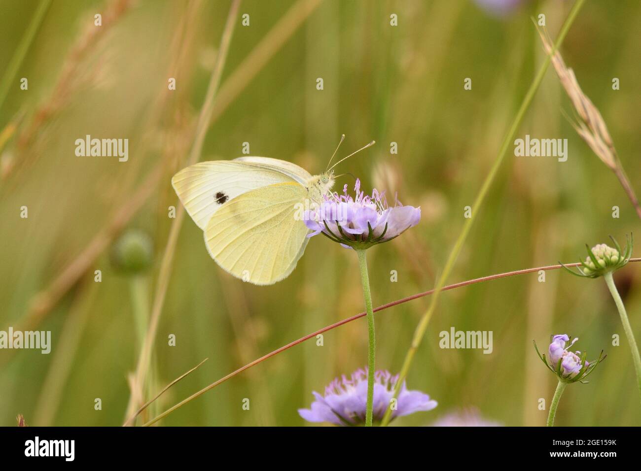 Small White butterfly feeding on nectar from a field scabious flower. England, UK. Stock Photo