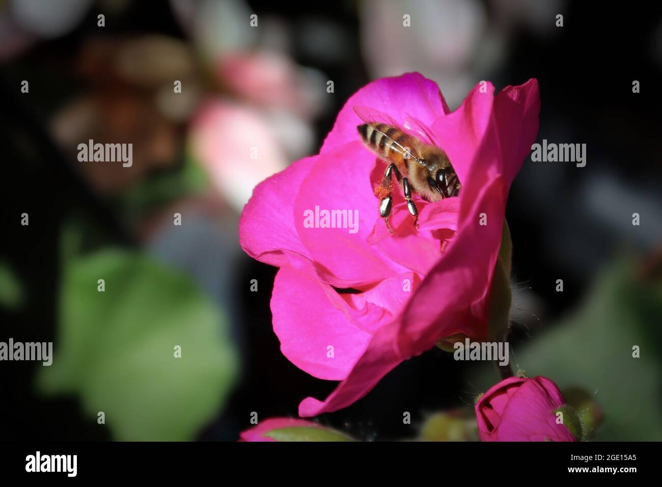 Honey bee side view hi-res stock photography and images - Alamy