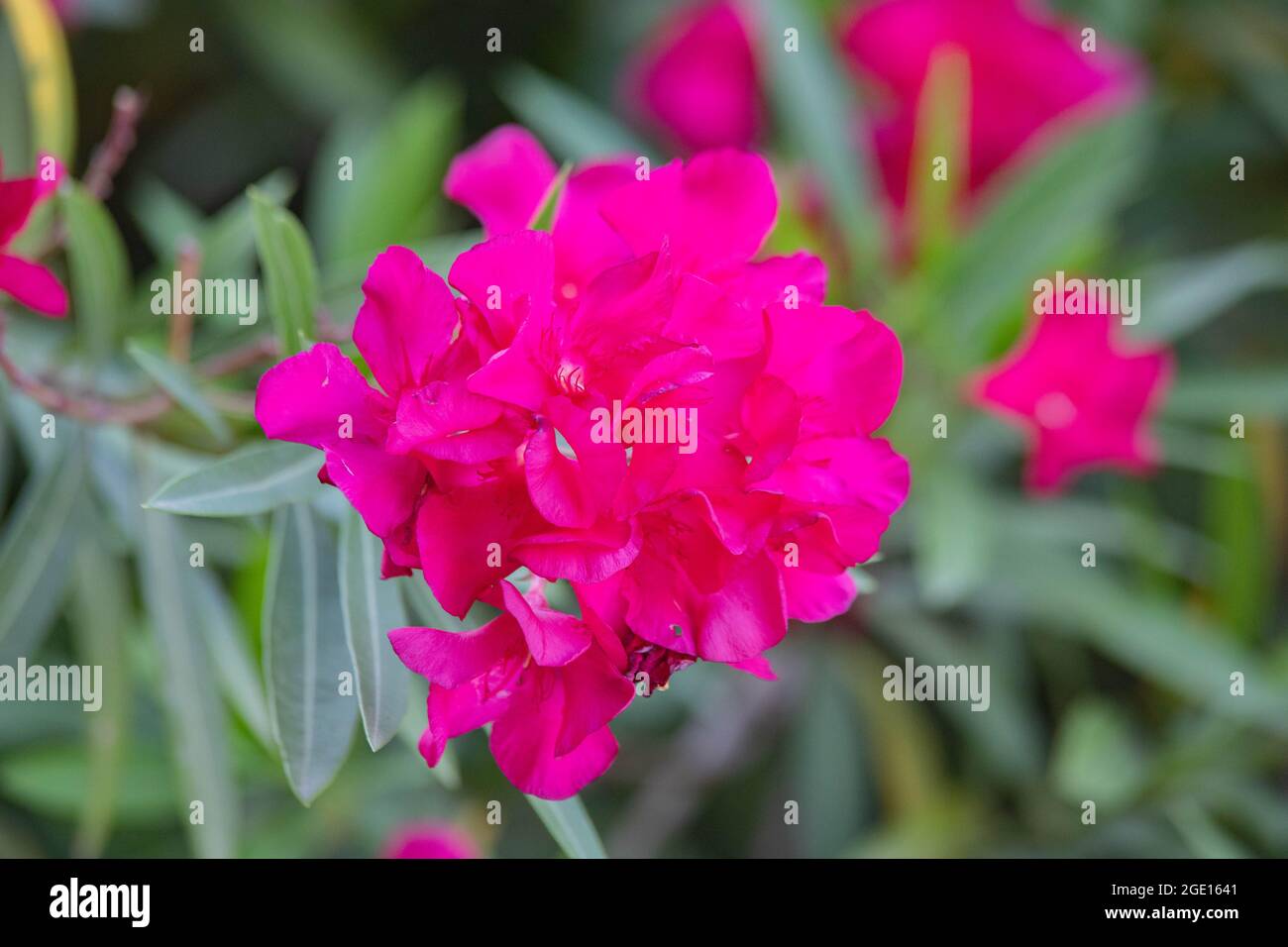 pink flowers hydrangea close up in greenery Stock Photo - Alamy