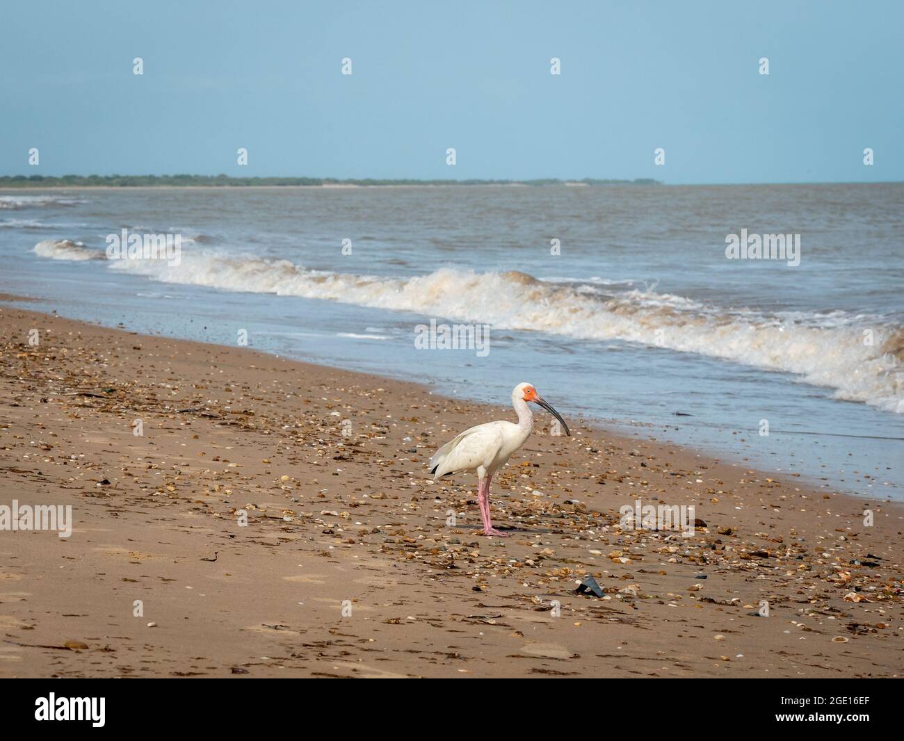 The American White Ibis (Eudocimus albus) is Walking on the Sand next to the Shore to Enter the Sea Stock Photo