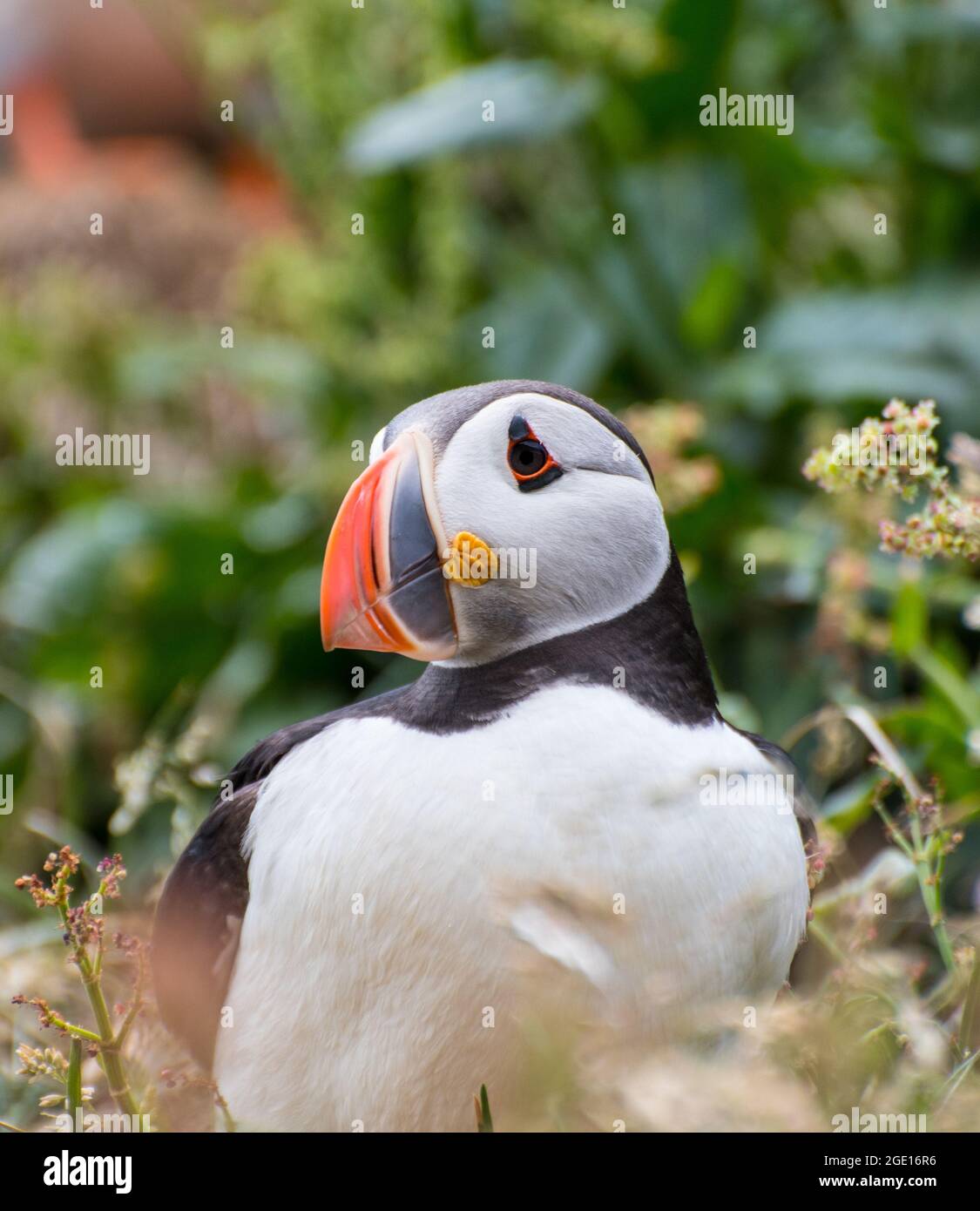 Puffins in Iceland  Borgarfjörður eystri