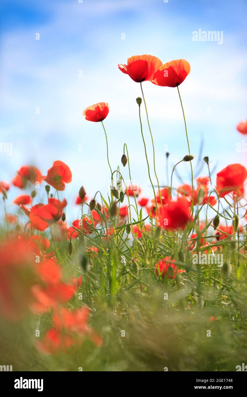 Poppy field low angle hi-res stock photography and images - Alamy