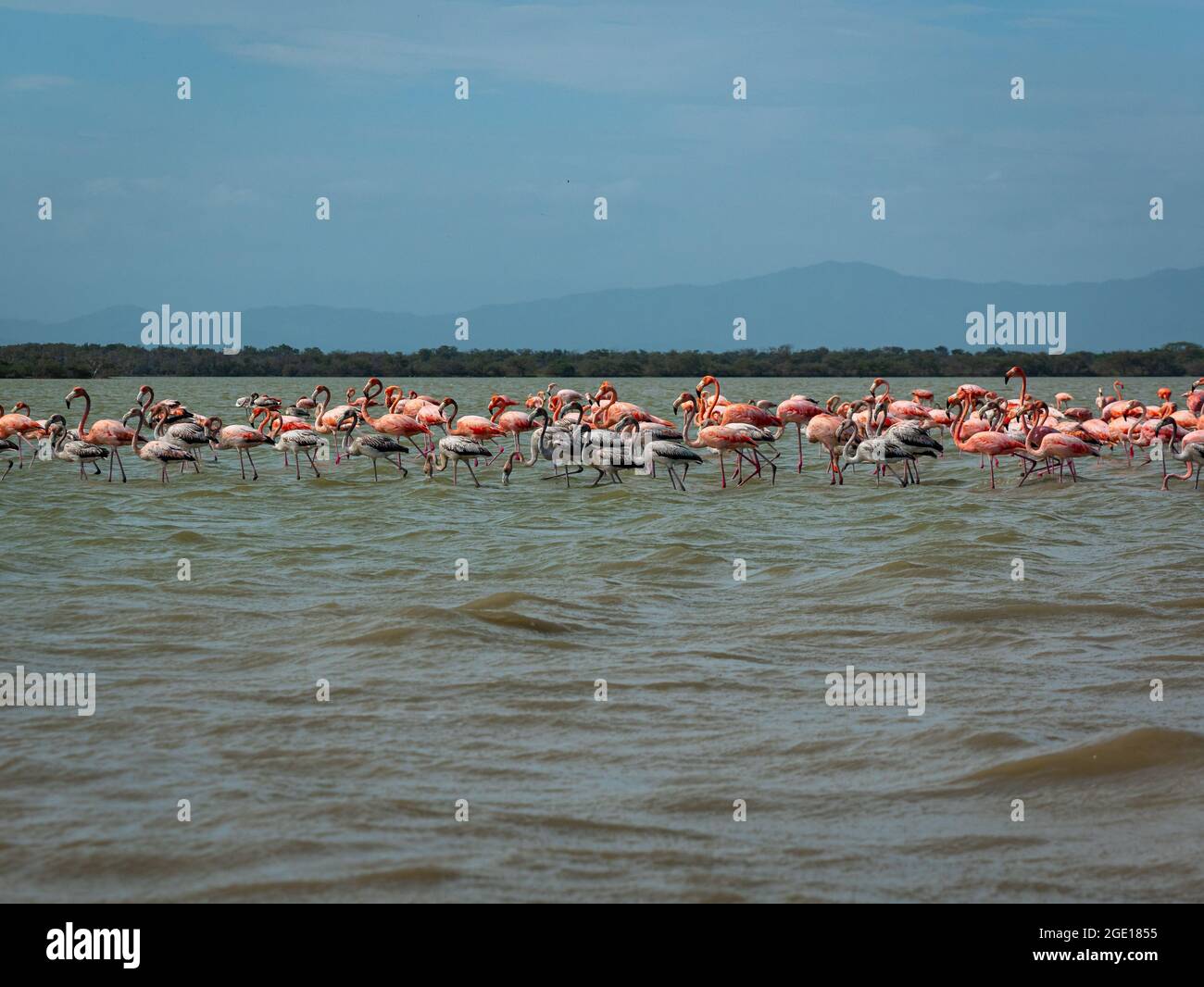 Gigantic Herd of Pink and Gray Flamingos Walk Across a Wavy Lake
