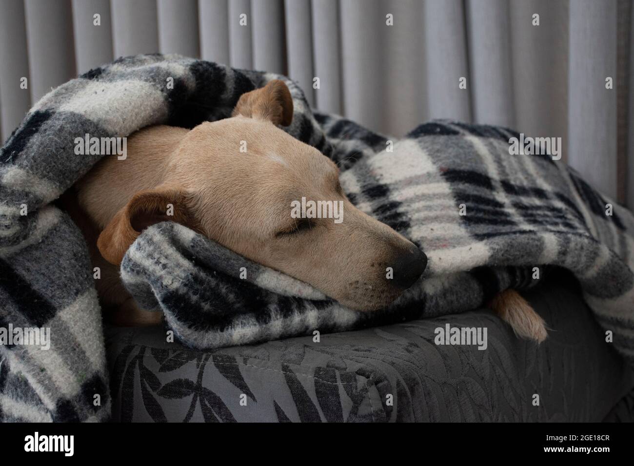 Tired dog sleeping under blanket on ottoman, sheet covering most of