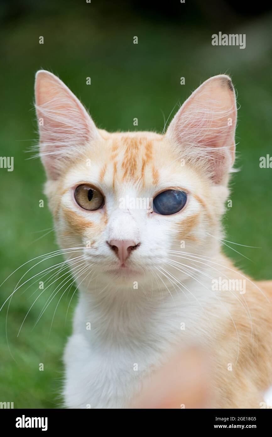 White Persian Cat Blue Eye Hi Res Stock Photography And Images Alamy White Persian Cat Blue Eye Hi Res Stock Photography And Images Alamy