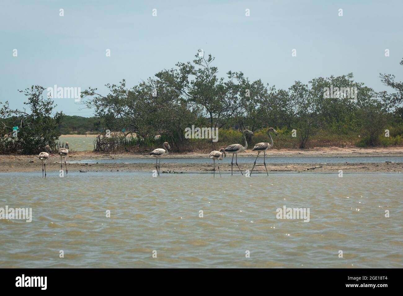 Grey Flamingos Walking in the Camarones Nature Reserve, Riohacha, La